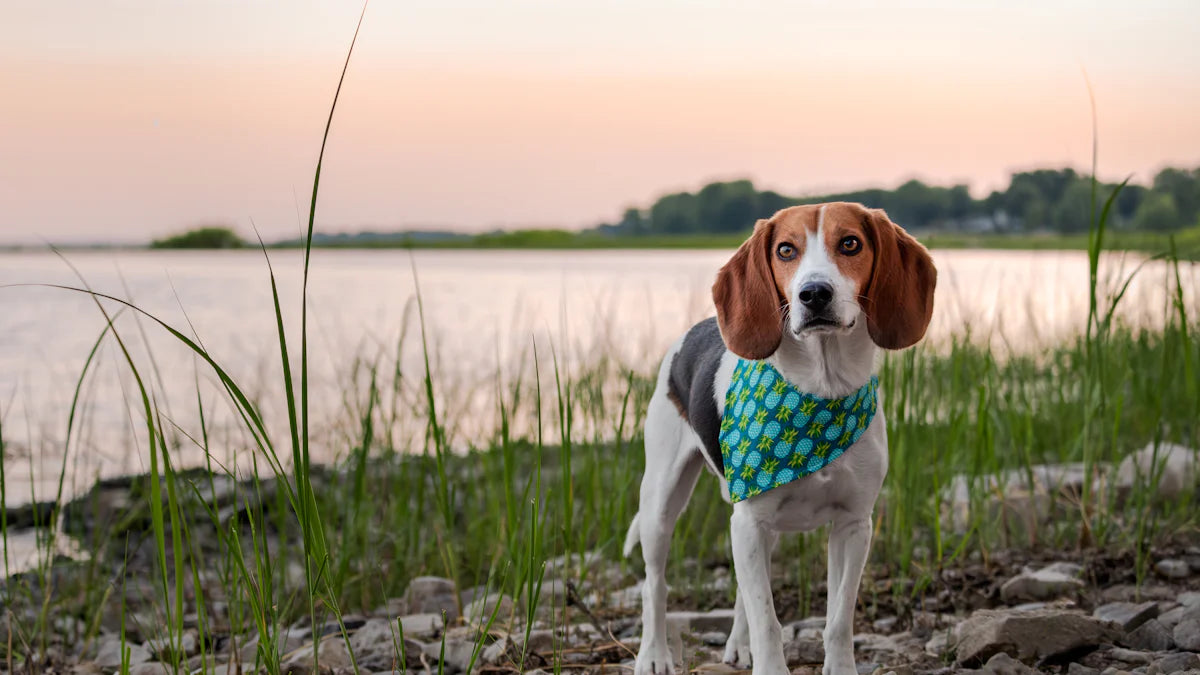 Fashion hound tracking collars