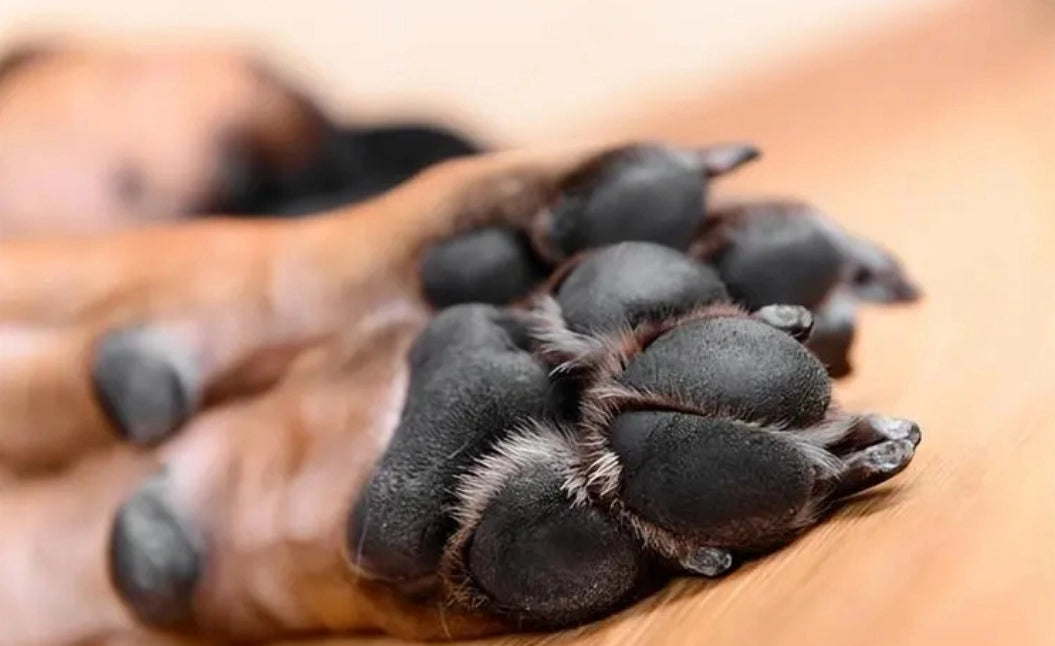 Home Remedy 15 Ways to Stop Excessive Paw Licking in Dogs iPetprints