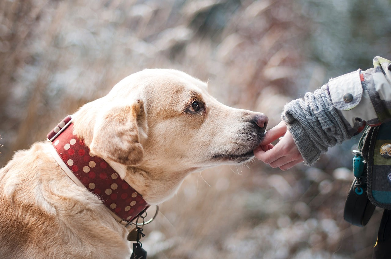 Create Unique Memories with Customizable Dog Necklace