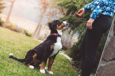 Why You Should Hire a Puppy Trainer: Expert Tips and Advice