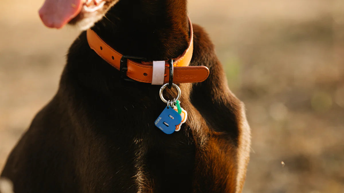 2024's Most Trusted Stores for Custom Dog Collars