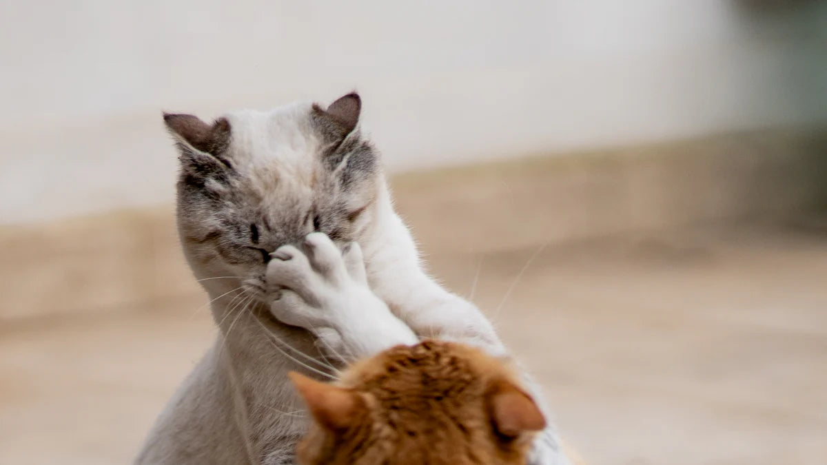 Understanding and Stop Cat Fighting with Neighbors Cat