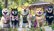 22 Special Things About the Shiba Inu of Dog Breeds