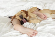 Six Reasons Why Dogs Like to Sleep Next to You