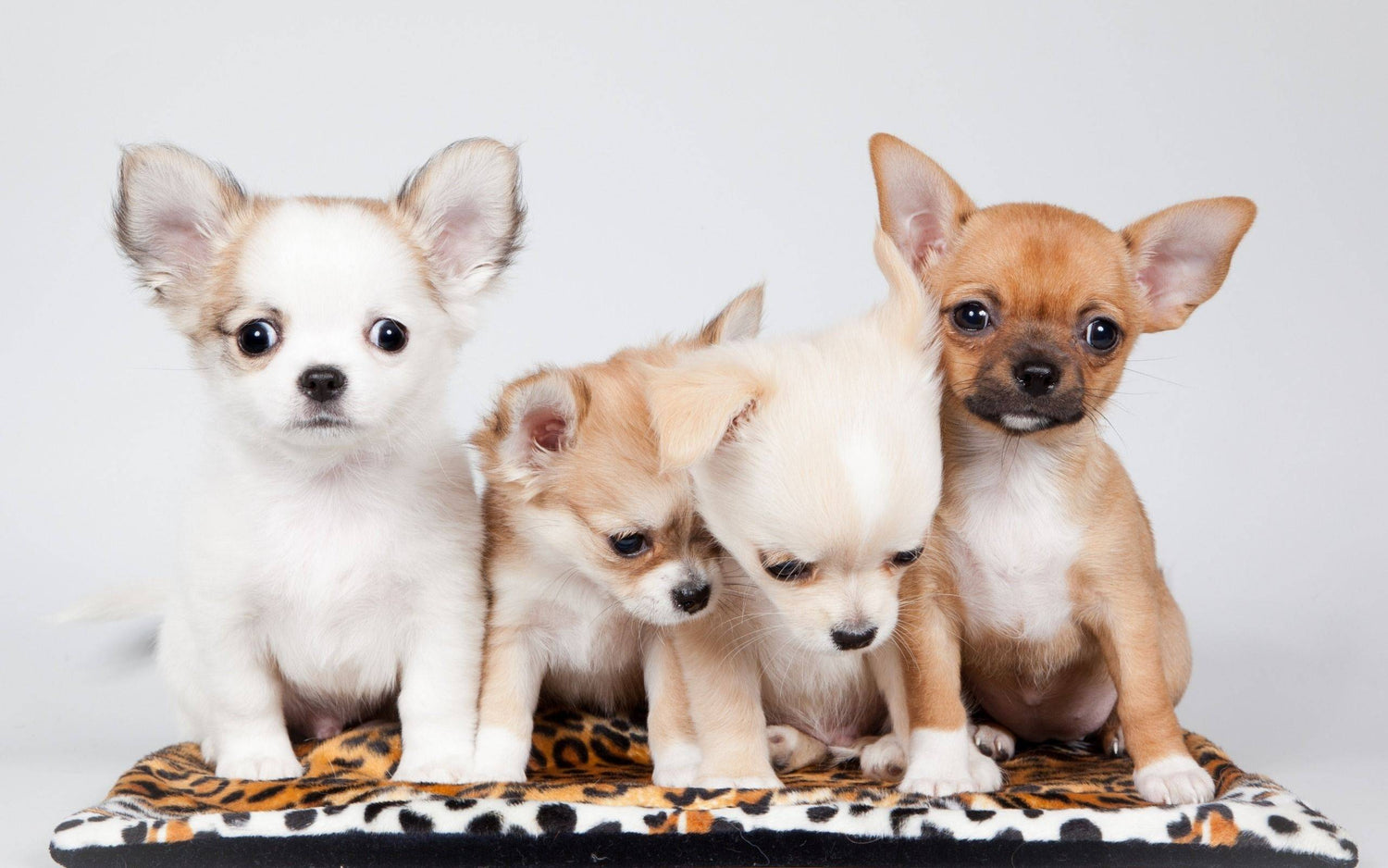 The 10 Cheapest Dog Breeds in 2025: Affordable Companions for Every Lifestyle