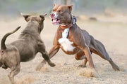 Top 10 Most Aggressive Dog Breeds in the World