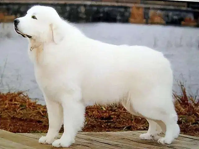 Top 20 Largest and Strongest Dog Breeds Worldwide in 2024