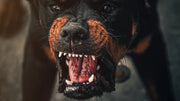 Top 10 Most Intimidating Dog Breeds Revealed