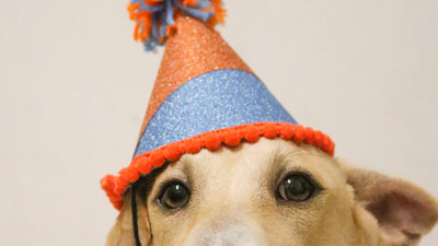 10 Unique Celebrations for Your Dog's Birthday