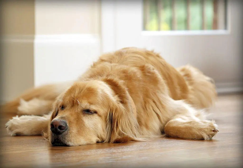 How Do I Know If My Dog Is Dying? 5 Behaviorsl Signs to Watch For