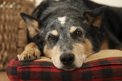 10 Signs Your Dog is Dying: Recognizing the Indicators