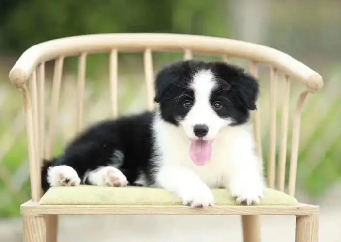 9 Miraculous Phenomena of Border Collies