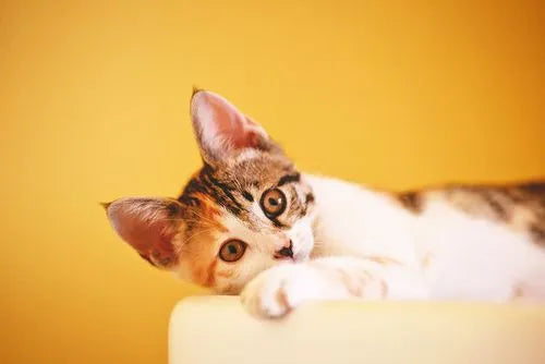 21 Amazing Facts About Cats: What You Must Know