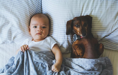 10 Perfect Gifts for Your Dog When a New Baby Joins the Family