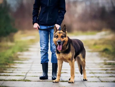 6 Most Loyal Dog Breeds in the World