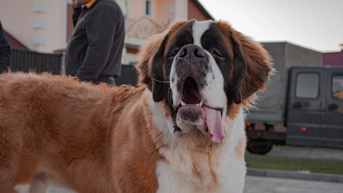 20 Scary Dog Breeds That Are Surprisingly Gentle