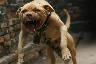 These 5 of the World's Most Dangerous Dog Breeds