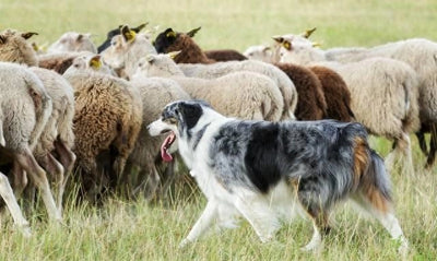 Why Sheepdog Protects Sheep from Wolves?