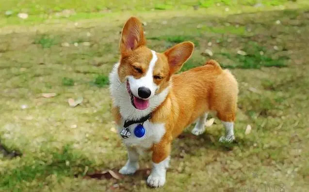 Ten Benefits of Having a Corgi: Dogs and Stress Relief