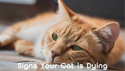 Signs Your Cat is Dying: What to Watch For