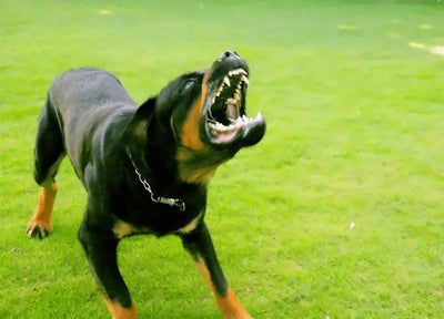 Top 10 Vicious Dogs in the World