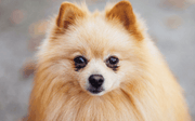 The Most Beautiful and Gorgeous Dog Breeds in Wolrd