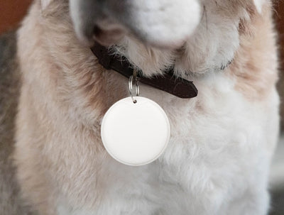 No Monthly Fees, Accurate Pet Tracker GPS Recommendations