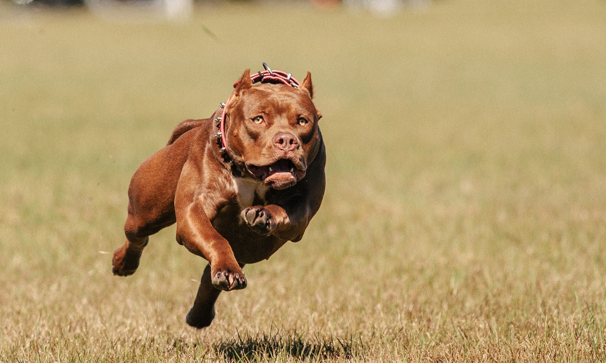 American Pit Bull Terrier: The Most Vicious Dog on Earth