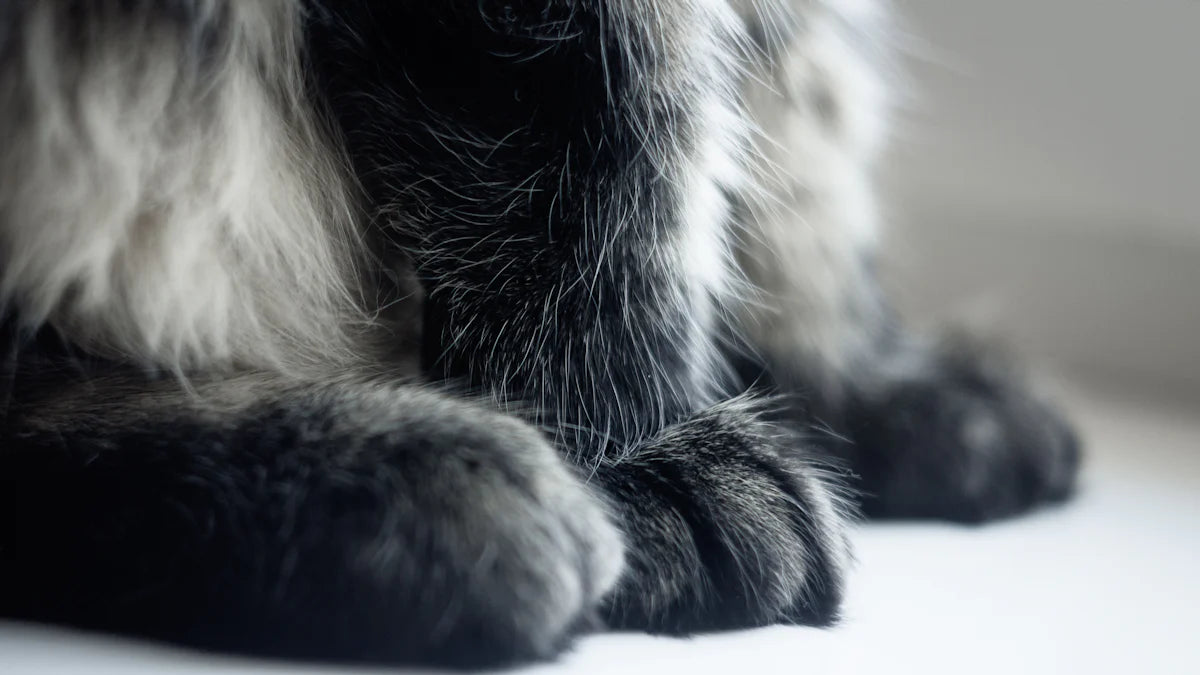 Why Cats Curl Their Paws Underneath