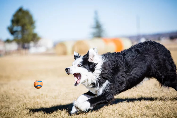 10 Common Dog Behaviors Explained: How to Manage Them