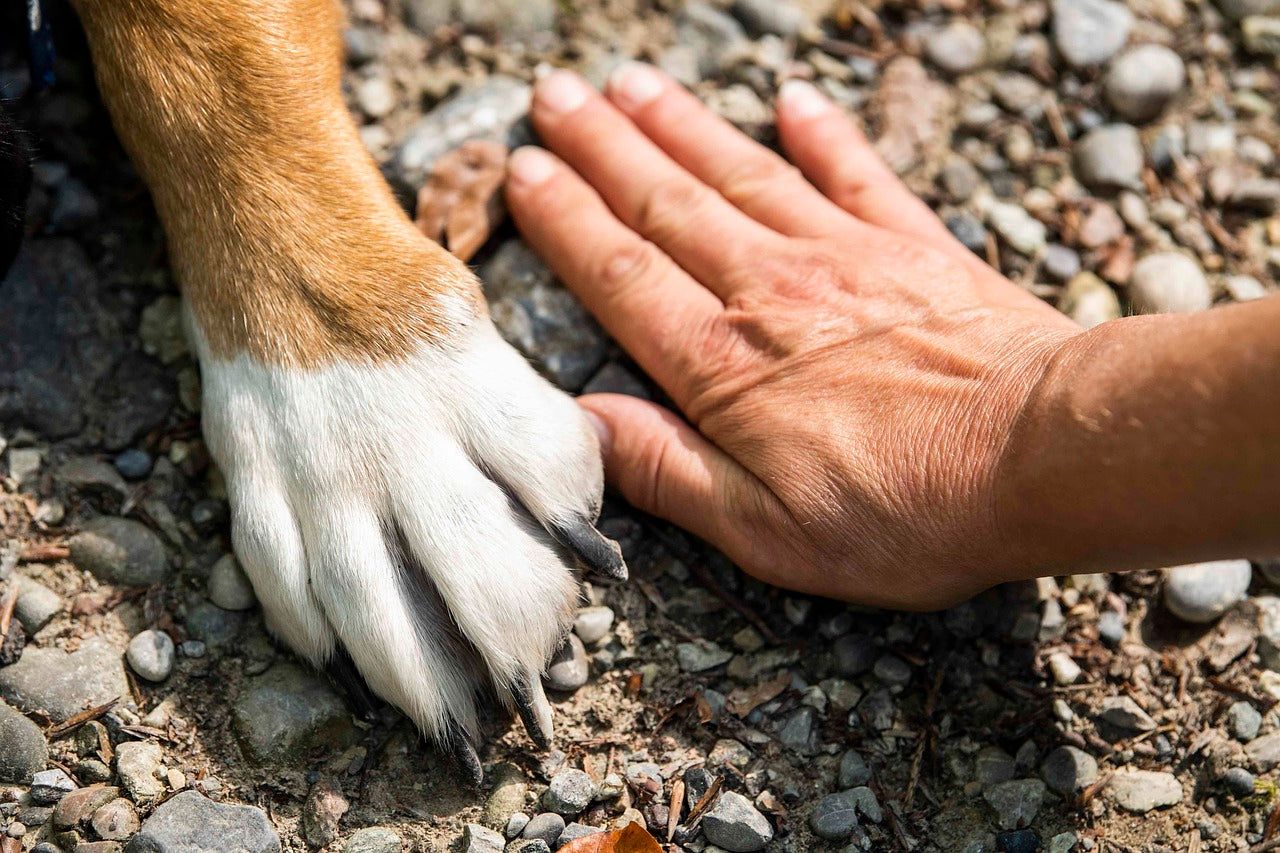 Loss of Pet Memorial Jewelry - Cherish Memories Forever