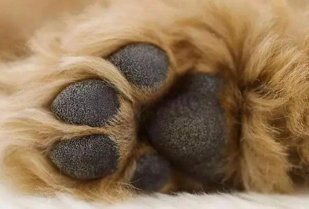 How to Get Dog Paw Prints at Home