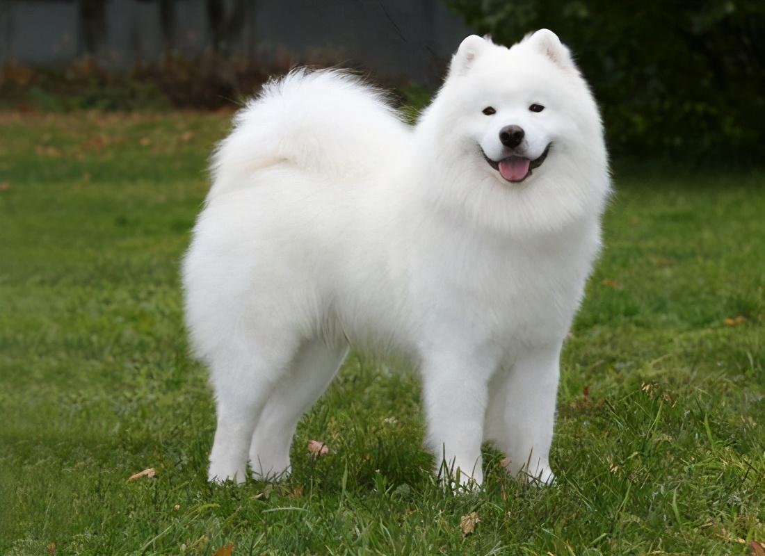 Top 15 Most Beautiful Dog Breeds in the World