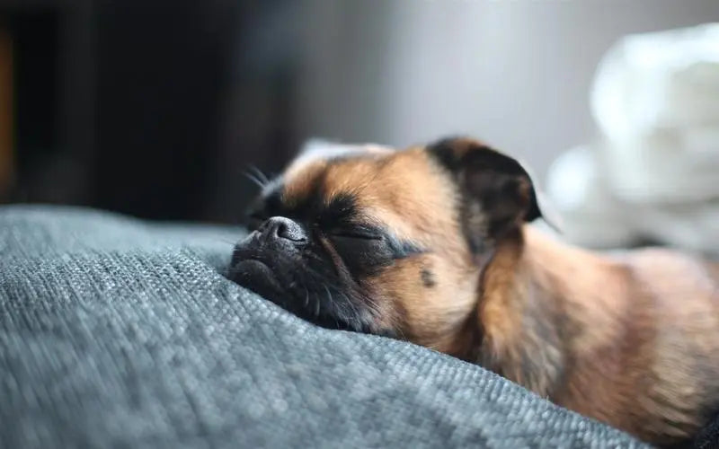 Can Dogs Have Nightmares? Decoding the Meaning of Dog Dreams