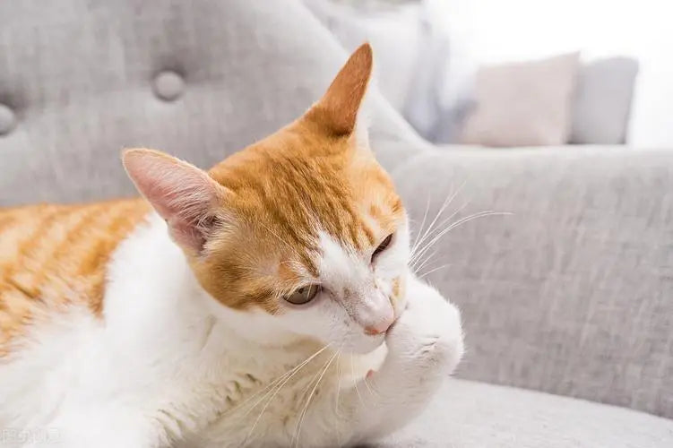 23 Essential Tips for Beginners on How to Take Care of a Cat