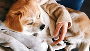 7 Signs Your Elderly Dog is Dying and How They Say Goodbye