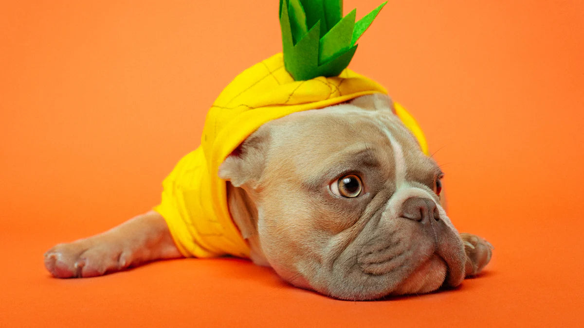 Why Pineapple is a Safe and Nutritious Option for Dogs