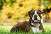 What is the Boxer Dog Breed? A Must-Try Adoption Choice