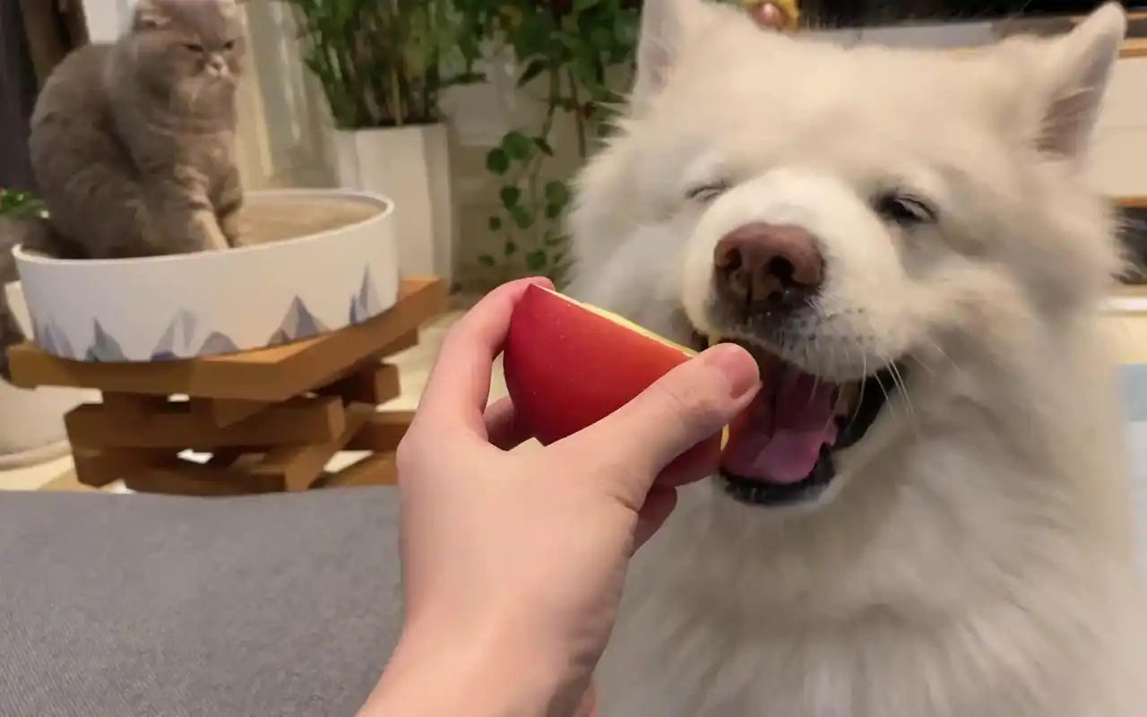 Can Dogs Eat Apples? Safe Ways to Eat Apples