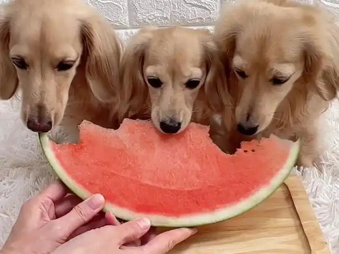 Can Dogs Have Watermelon? Safety Tips and Benefits