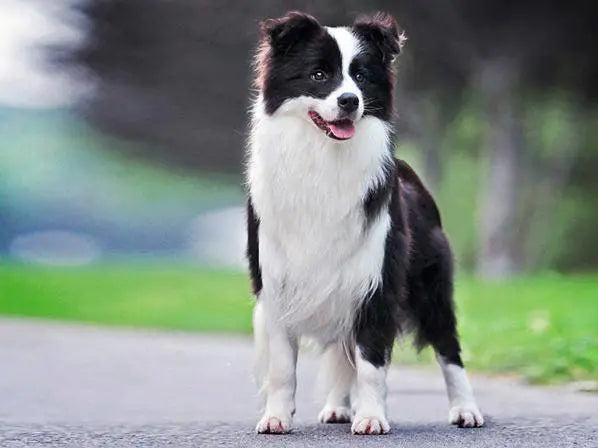 Cutest Dog Breeds: Top 20 Adorable Dogs You’d Love to Adopt