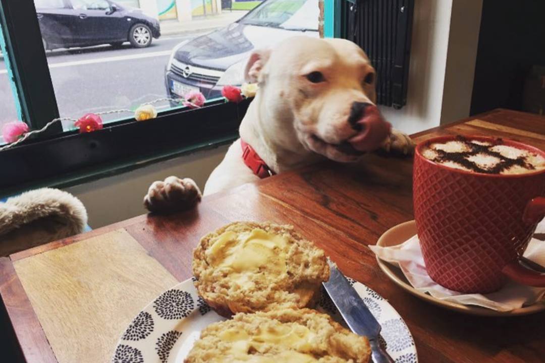 Dog Friendly Restaurants Near Me in Texas