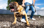 Top 20 Most Feared Dogs in the World