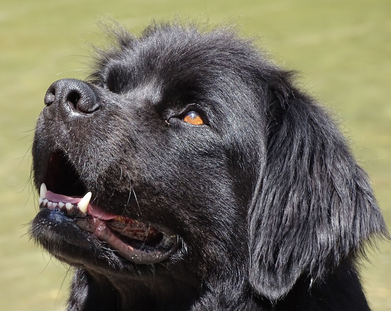 Stories About Newfoundland Dogs: Smart and Loyal