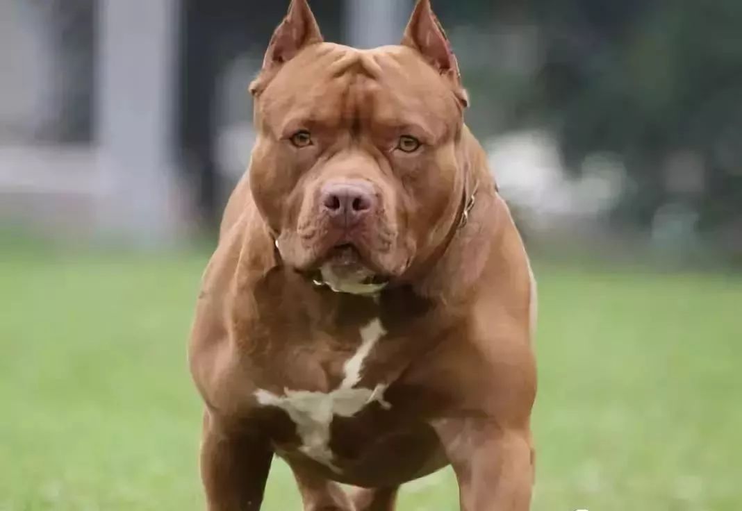 world strongest dog in the world