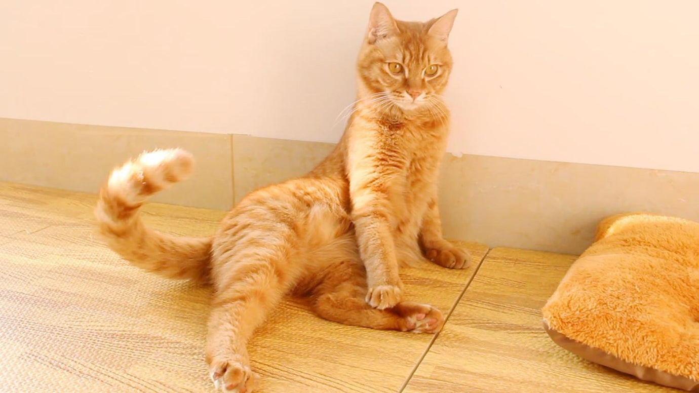 Understanding Cat Tail Meanings: How to Interpret Your Cat's Tail Language