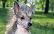 Why Chinese Crested Dogs Are So Popular