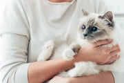 Do Cats Say Goodbye? Key Signs a Cat Is Dying