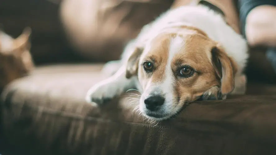 7 Life-Changing Lessons from Being a Dog Owner