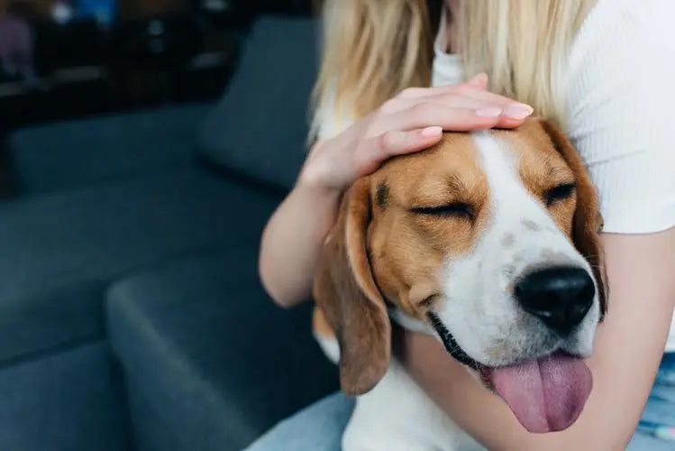 7 Unexpected Benefits of Owning a Dog That Make Life Better